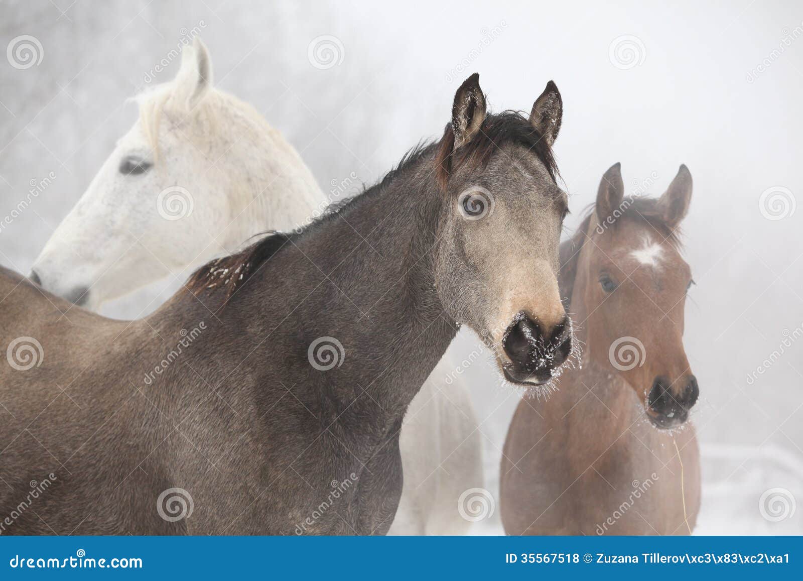 batch of horses in winter