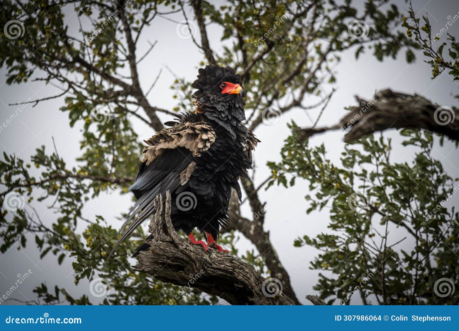 the bateleur, terathopius ecaudatus, is a medium-sized eagle in the family accipitridae.