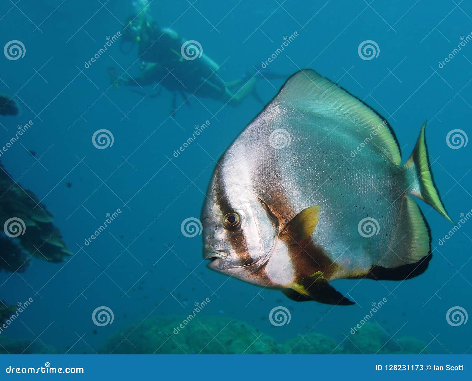 Batfishes. Batfish do grande recife de coral Queensland Austrália Com o mergulhador de mergulhador no fundo