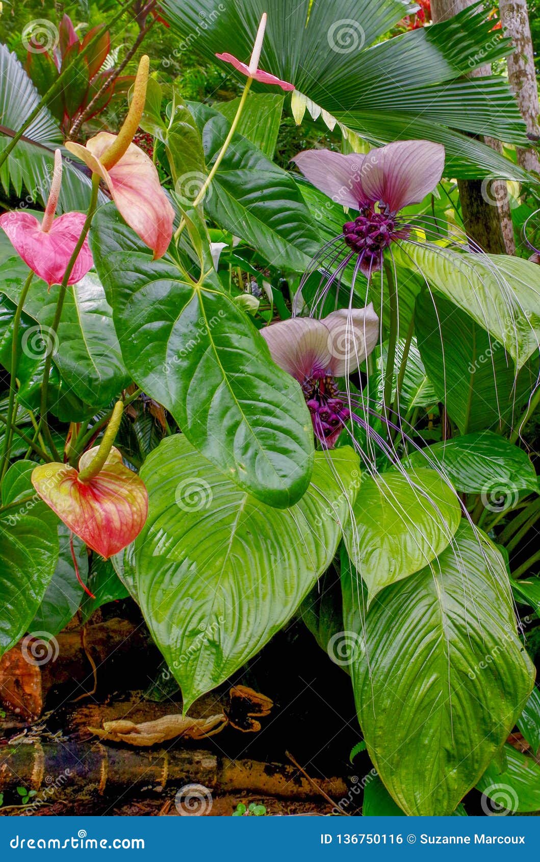 Batflowers Princeville Botanical Gardens Kauai Hawaii Usa