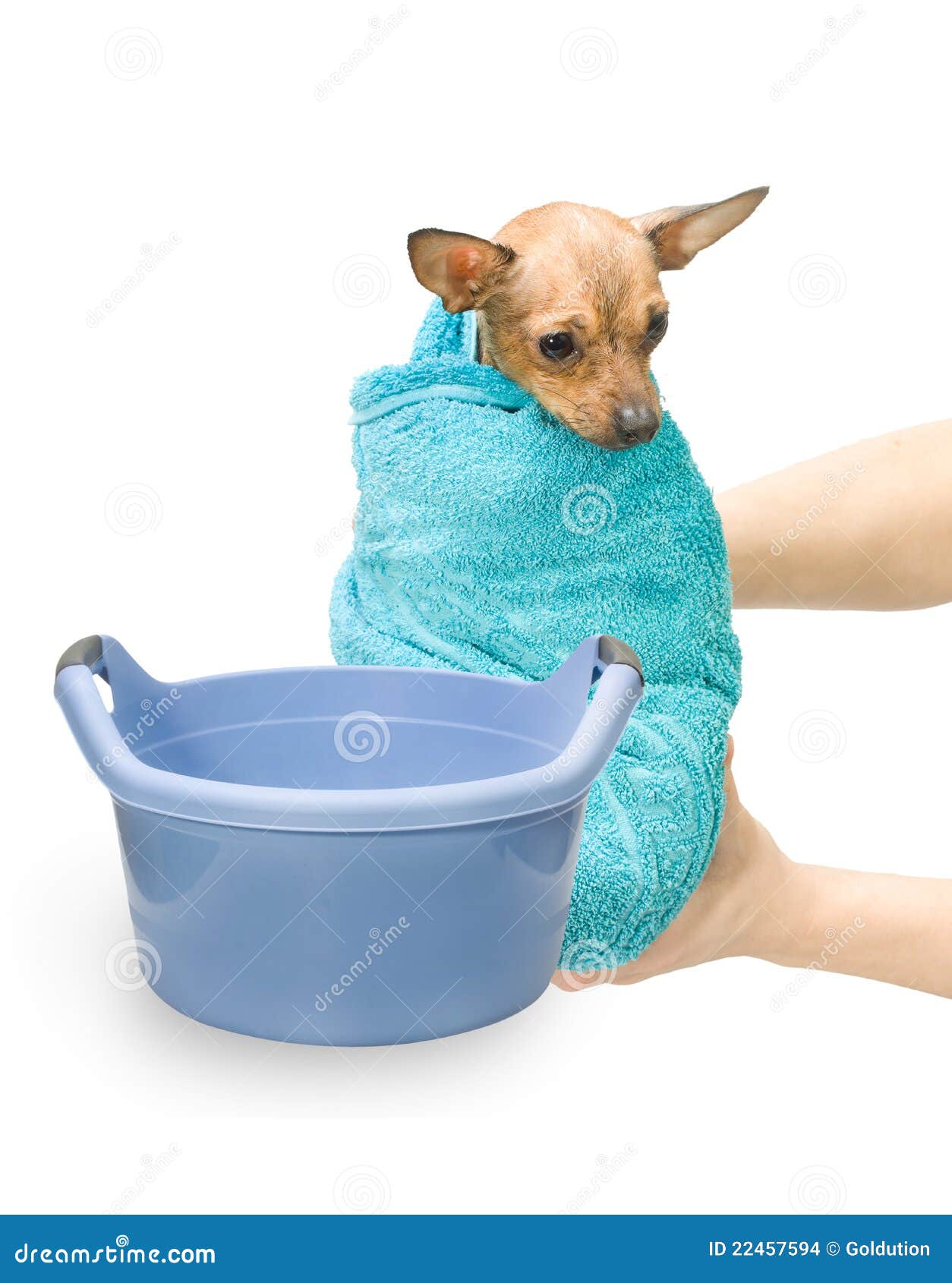 Bath Canine Hydrotherapy stock photo. Image of canine 22457594