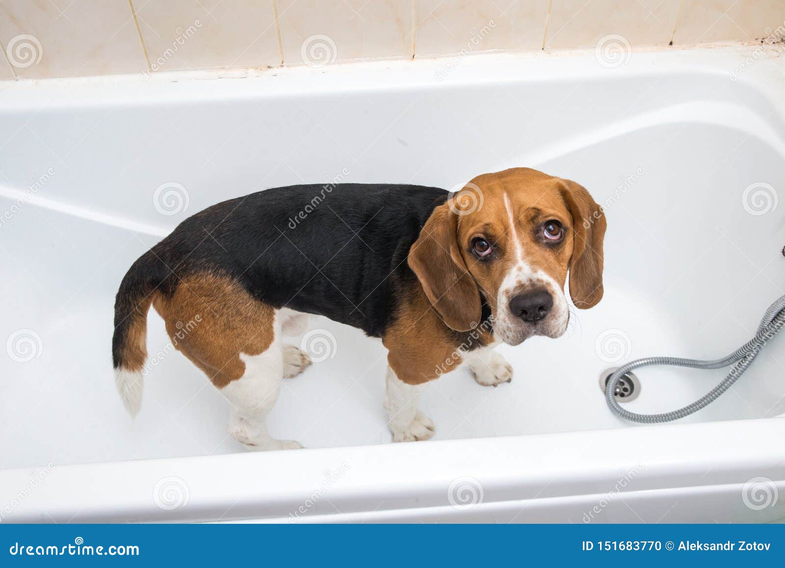 beagle grooming