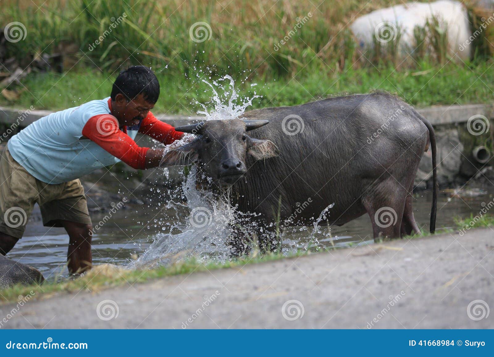 Bathing buffalo stock image. Image farmers - 41668984