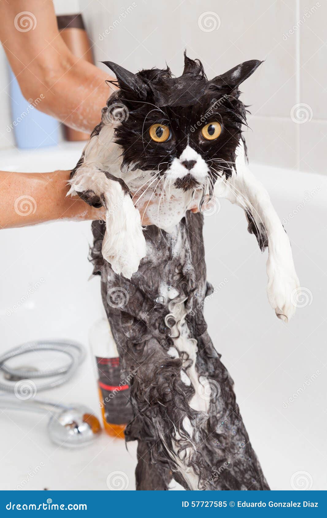 Bathing A Cat Stock Image Image Of