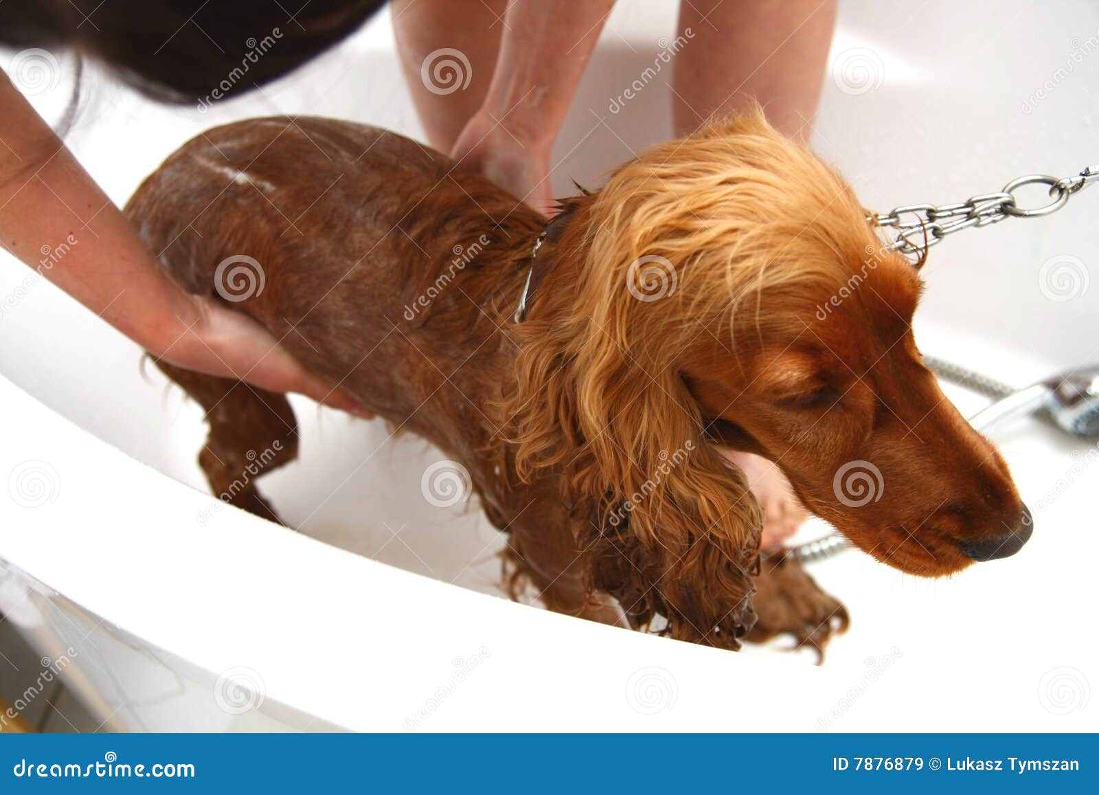 Bathing a dog stock image. Image of small, young, wash 7876879