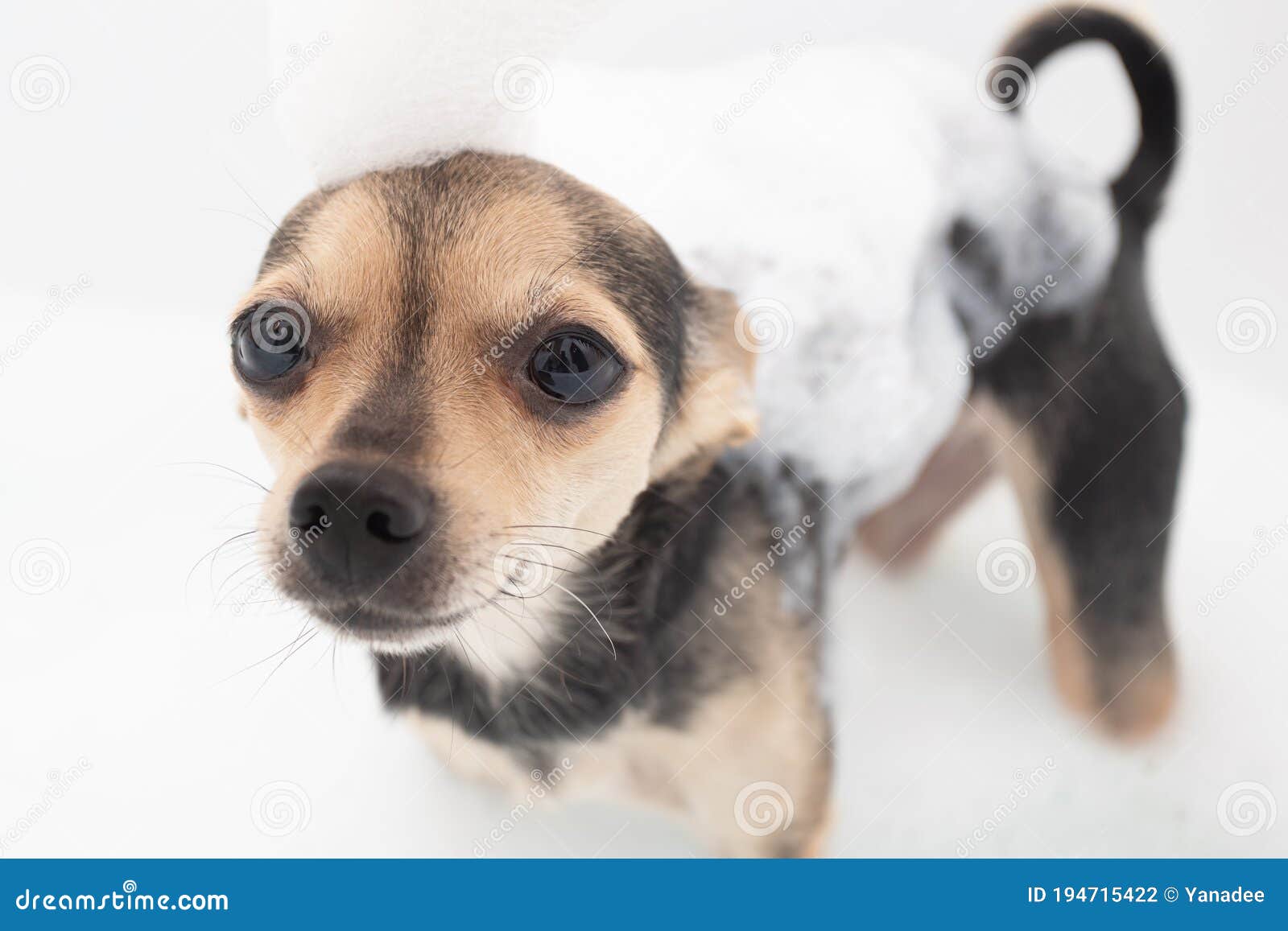 Bathing Dogs. Little Pet Stands in the Foam Bath Stock Photo Image of