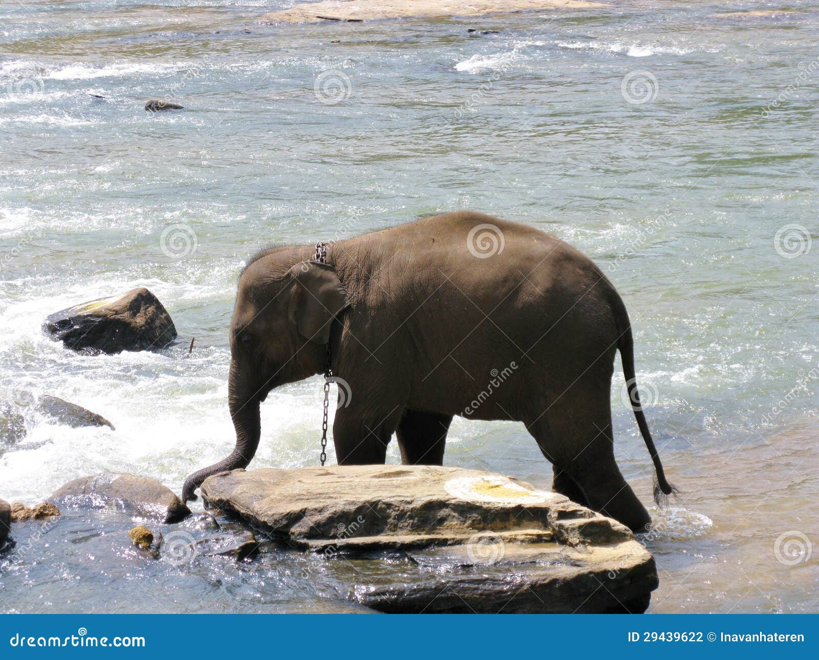 Bathing elephant stock photo. Image of giant, kandy, victims 29439622