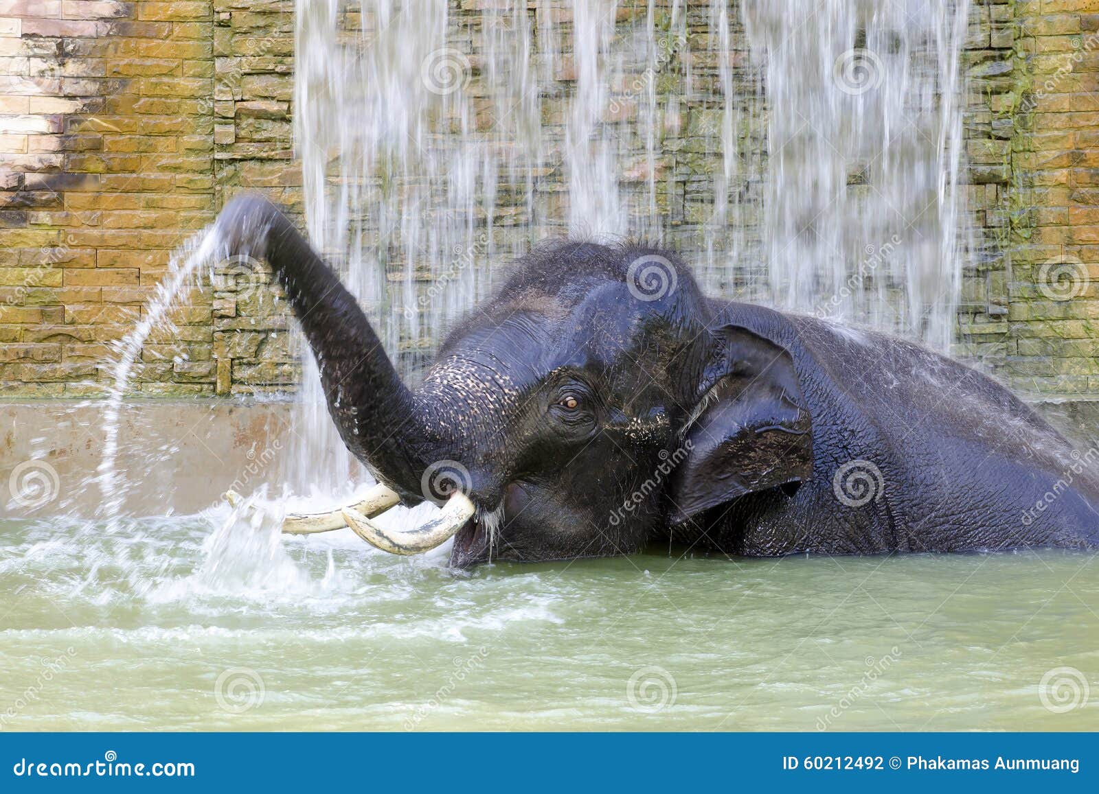 Bathing elephant stock photo. Image of park, wild, mammal 60212492
