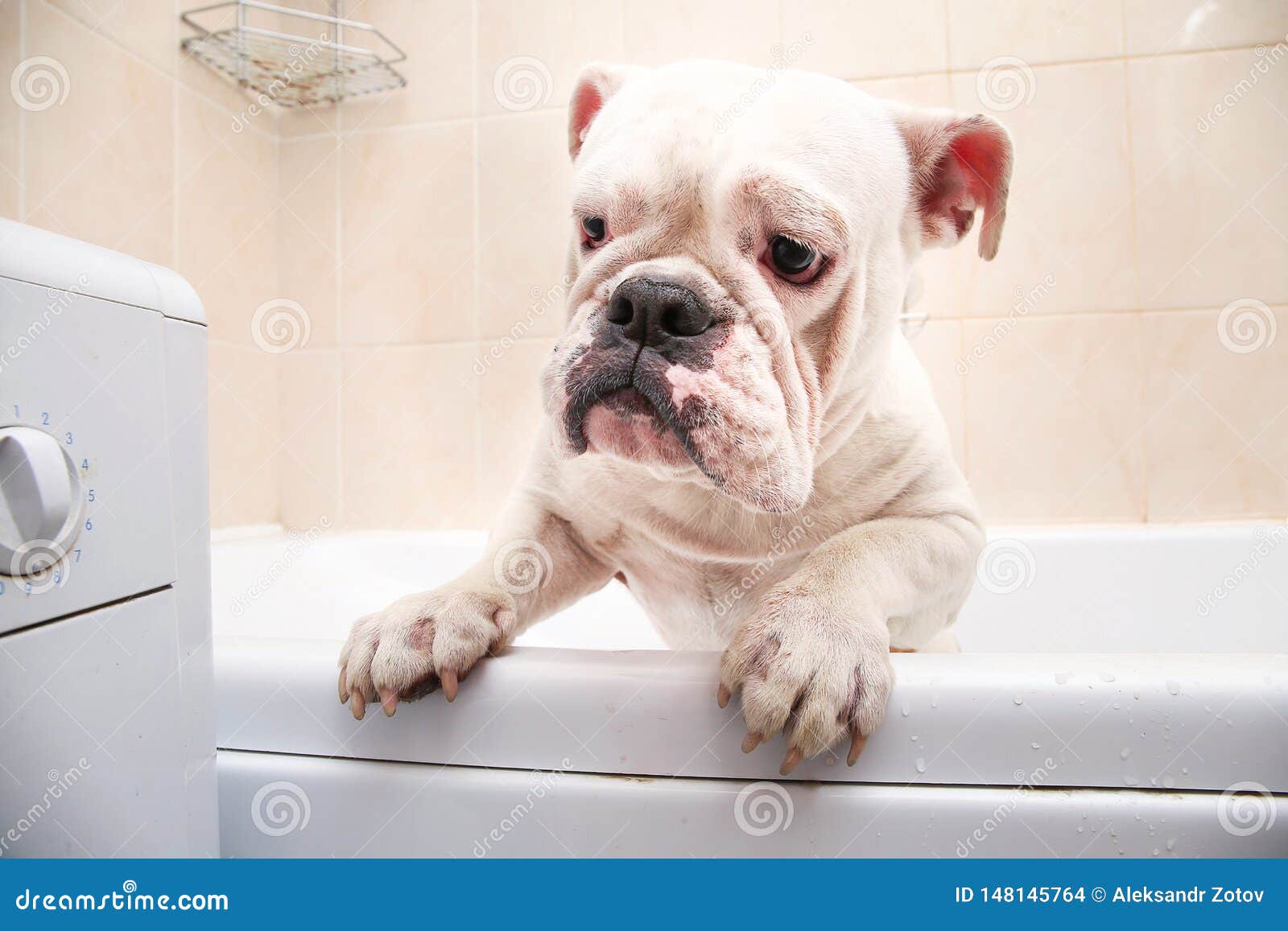 Bathing Of The English Bulldog. Dog Taking A Bubble Bath