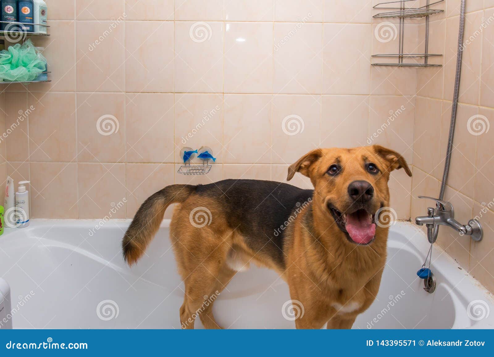 Bathing of the Funny Mixed Breed Dog. Dog Taking a Bubble Bath. Grooming Dog Stock Image Image