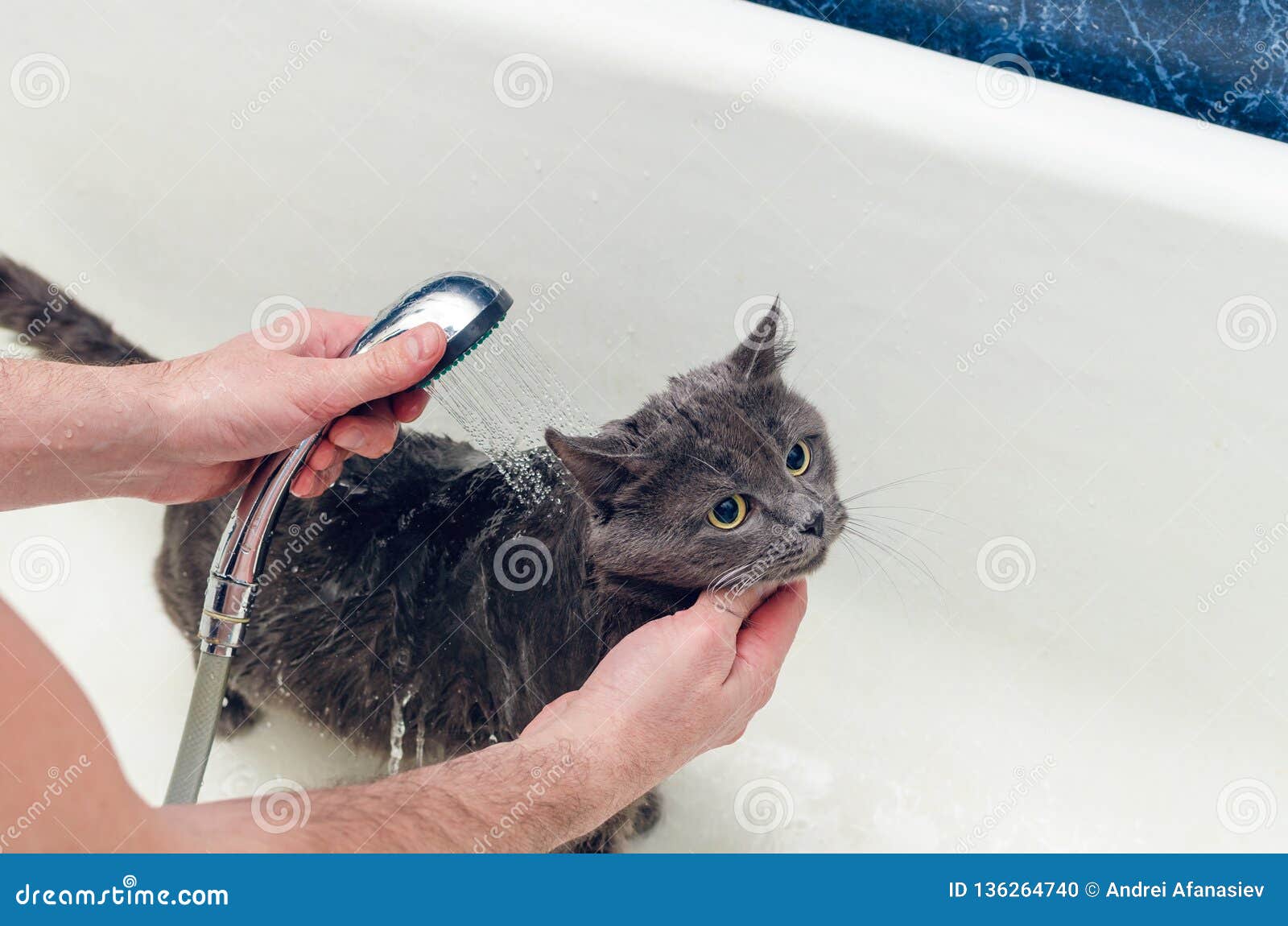 Bathing a Gray Cat in the Bathroom Stock Photo Image of hygiene