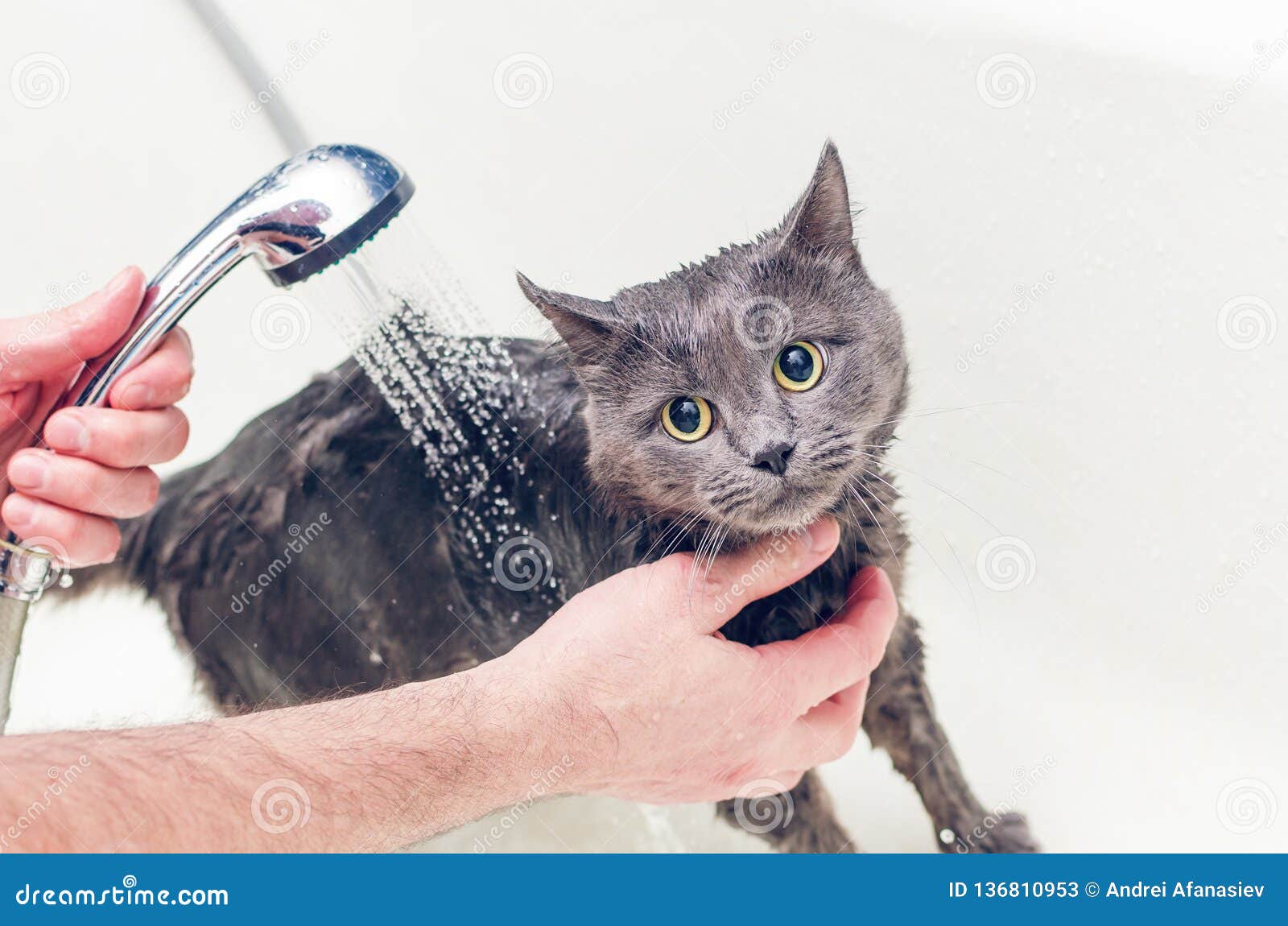 Bathing a Gray Cat in the Bathroom Stock Image Image of angry, animal
