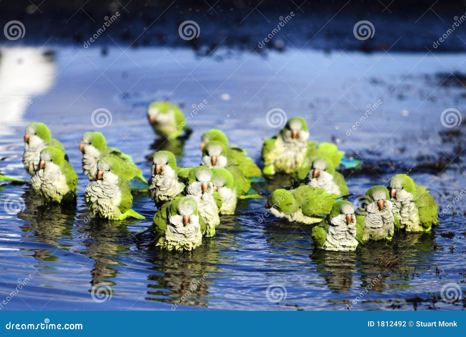 Bathing parrots stock photo. Image of puddle, droplets 1812492