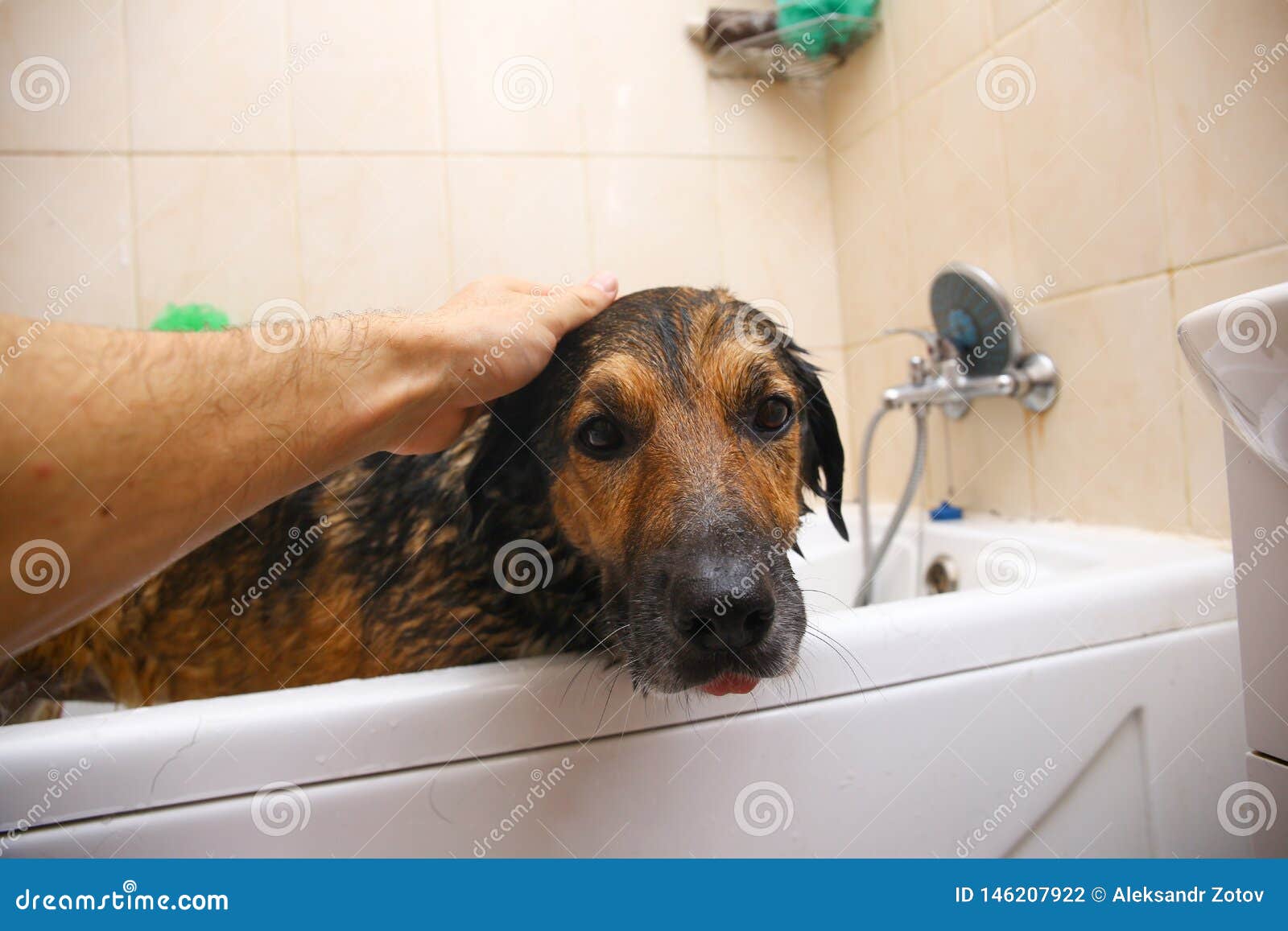 Bathing of the Sad Mixed Breed Dog. Dog Taking a Bubble Bath. Grooming