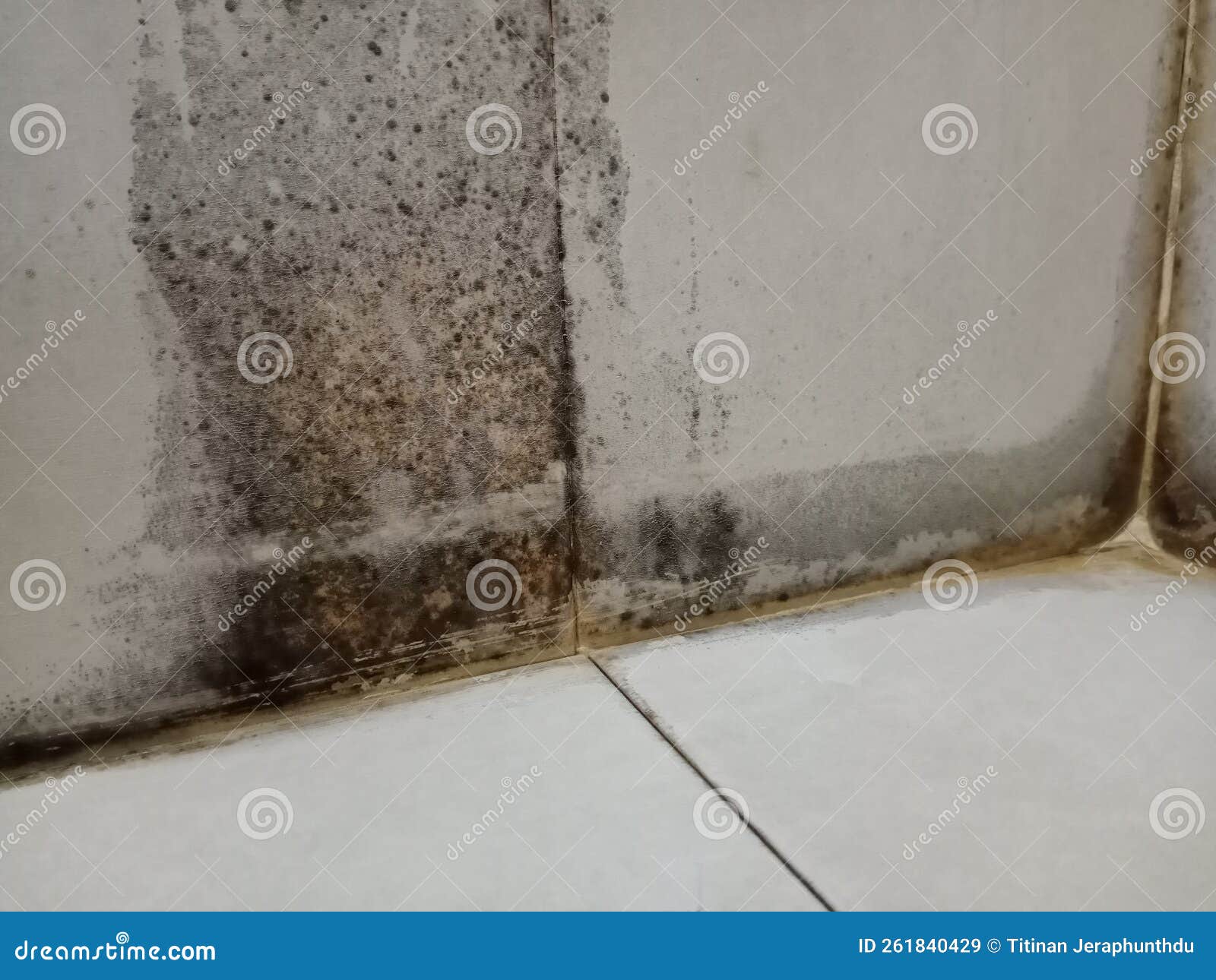 Bathroom and mold stock image. Image of room, design 261840429