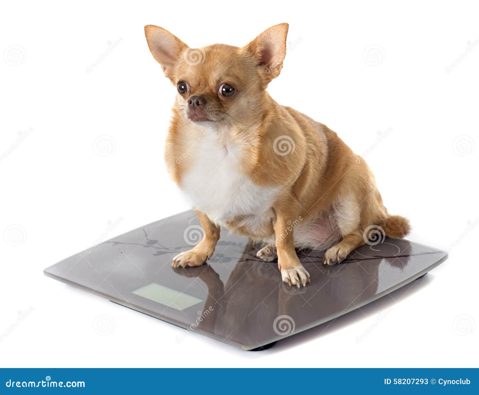 https://thumbs.dreamstime.com/z/bathroom-scales-fat-dog-chihuahua-front-white-background-58207293.jpg