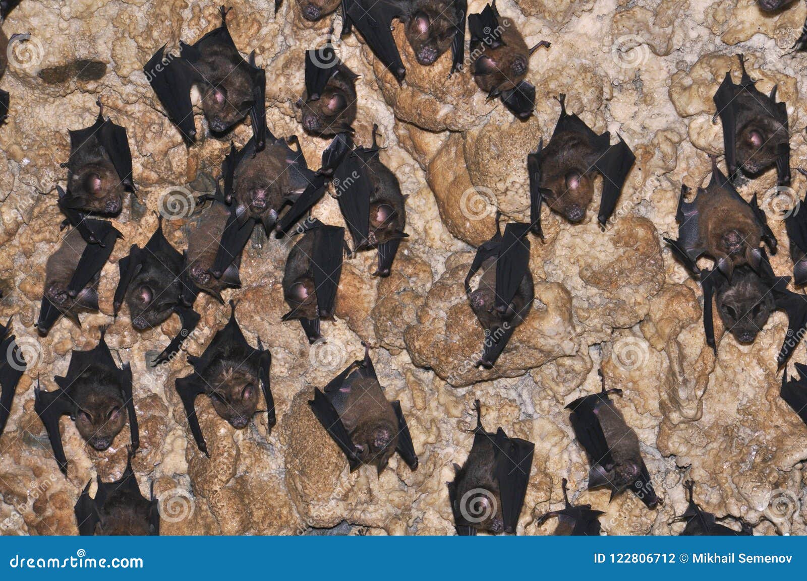 Bats On The Ceiling Of The Cave Of Bats In The Vicinity Of Pokhara