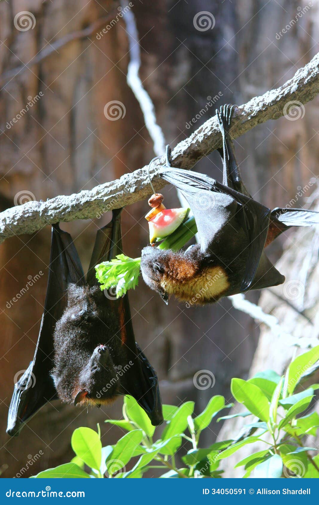 Bats Eating Watermelon stock image. Image of outdoors 34050591