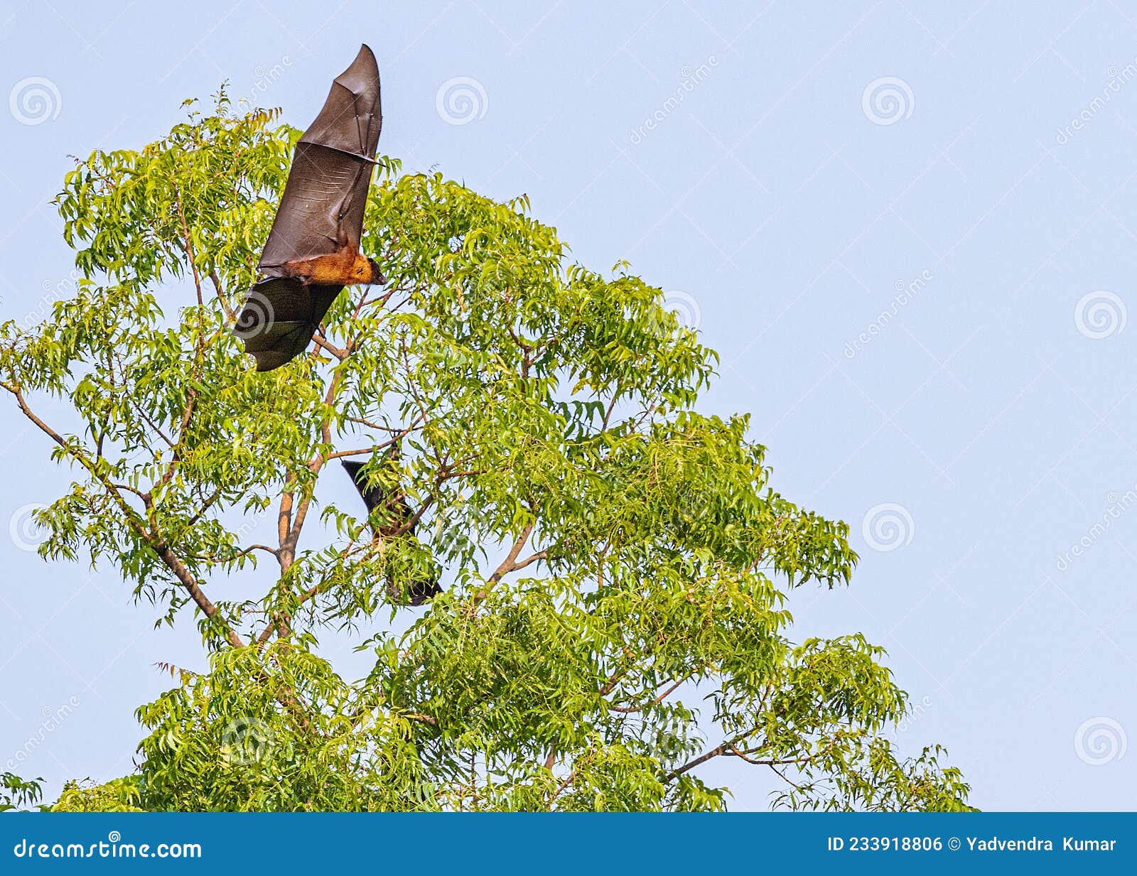 Bats flying in the sky stock photo. Image of hang, skittish 233918806