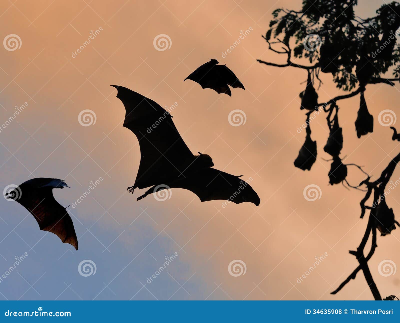 Bats flying at sunset stock photo. Image of crowd, million 34635908