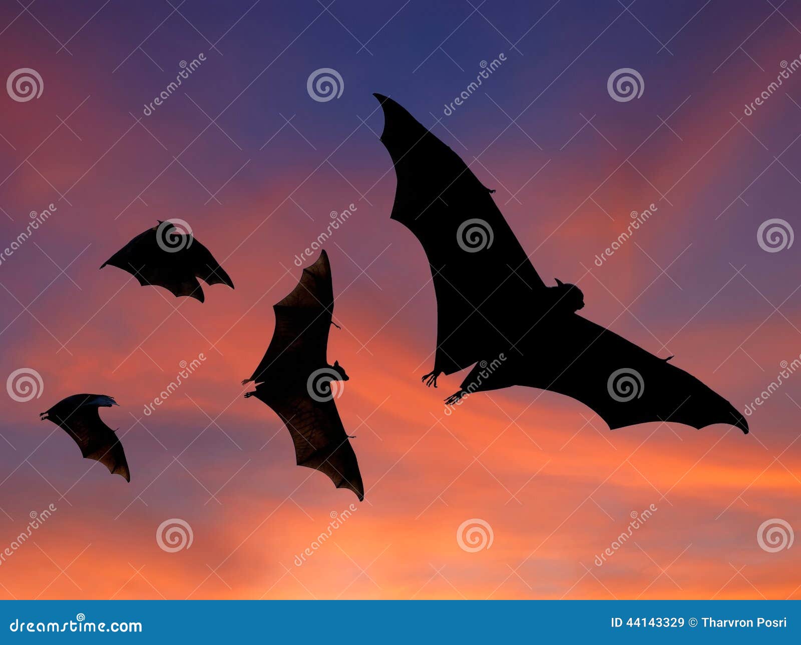 Bats flying at sunset stock image. Image of million, mass 44143329