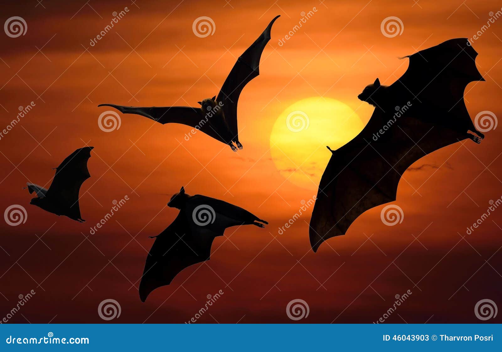 Bats flying at sunset stock image. Image of halloween 46043903