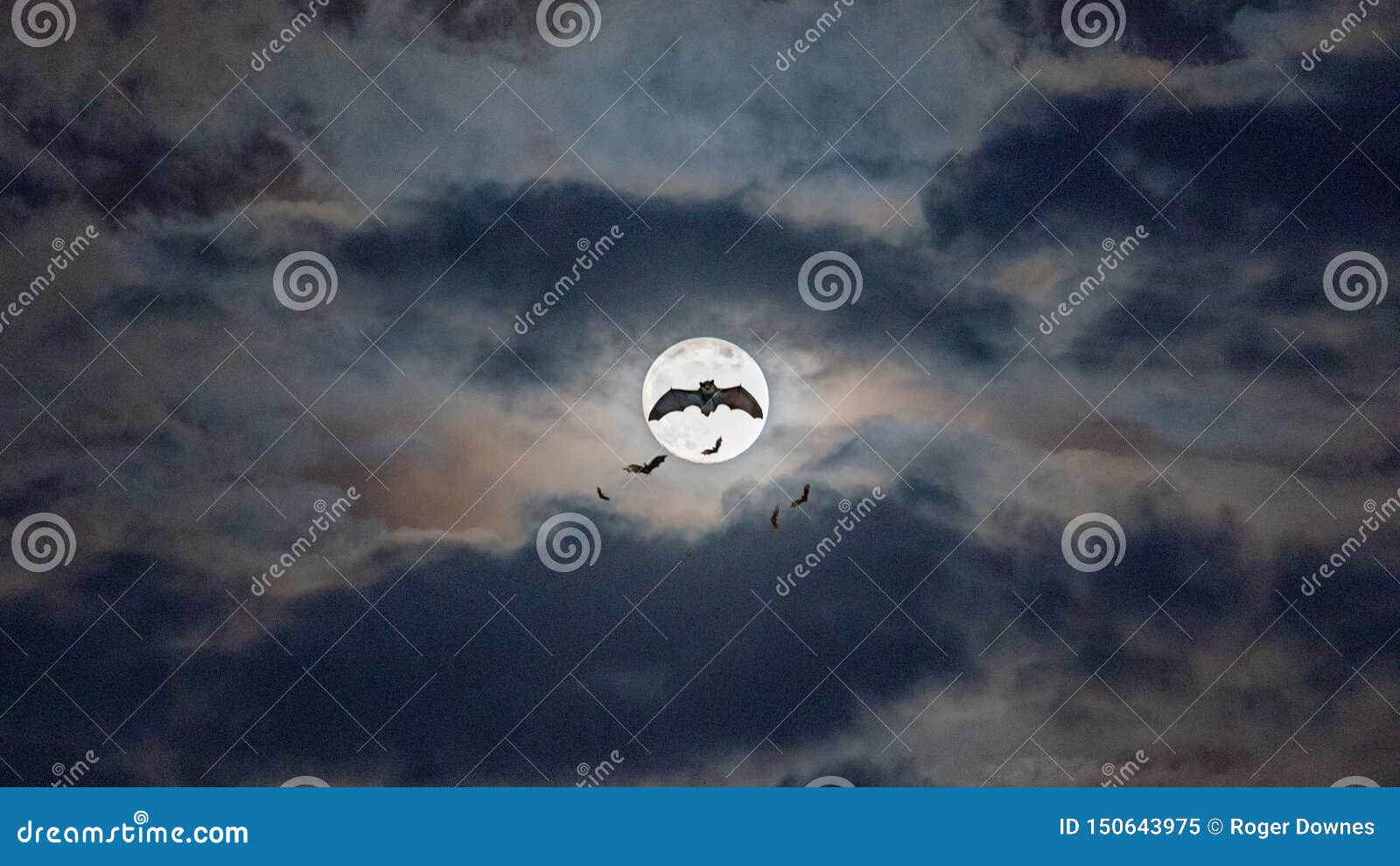 Bats in the Full Moon Light Stock Image Image of clouds, moonlight