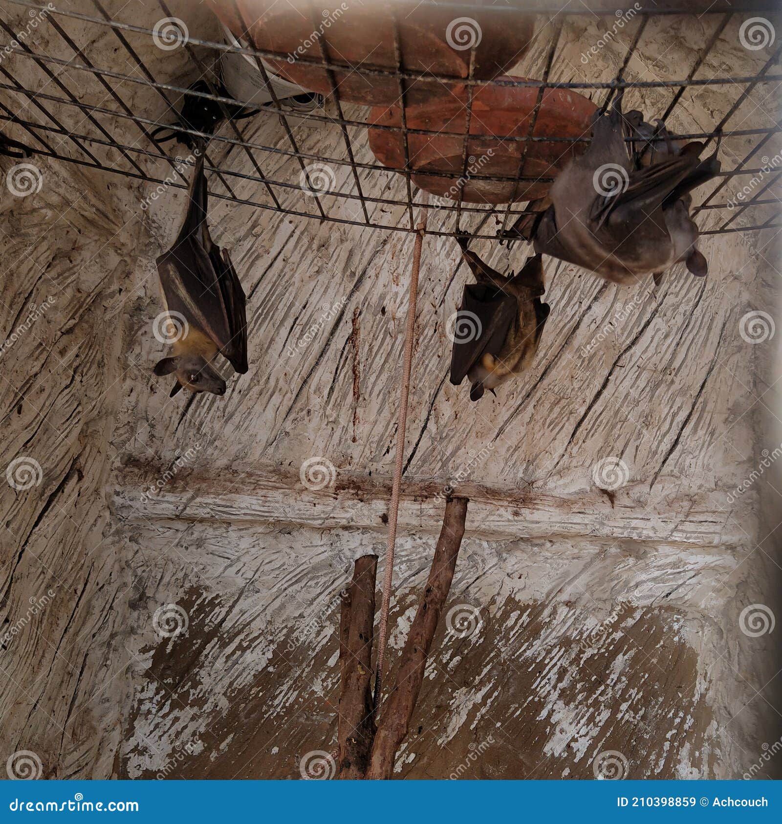 Bats are hanging down stock image. Image of blur, chiroptera 210398859