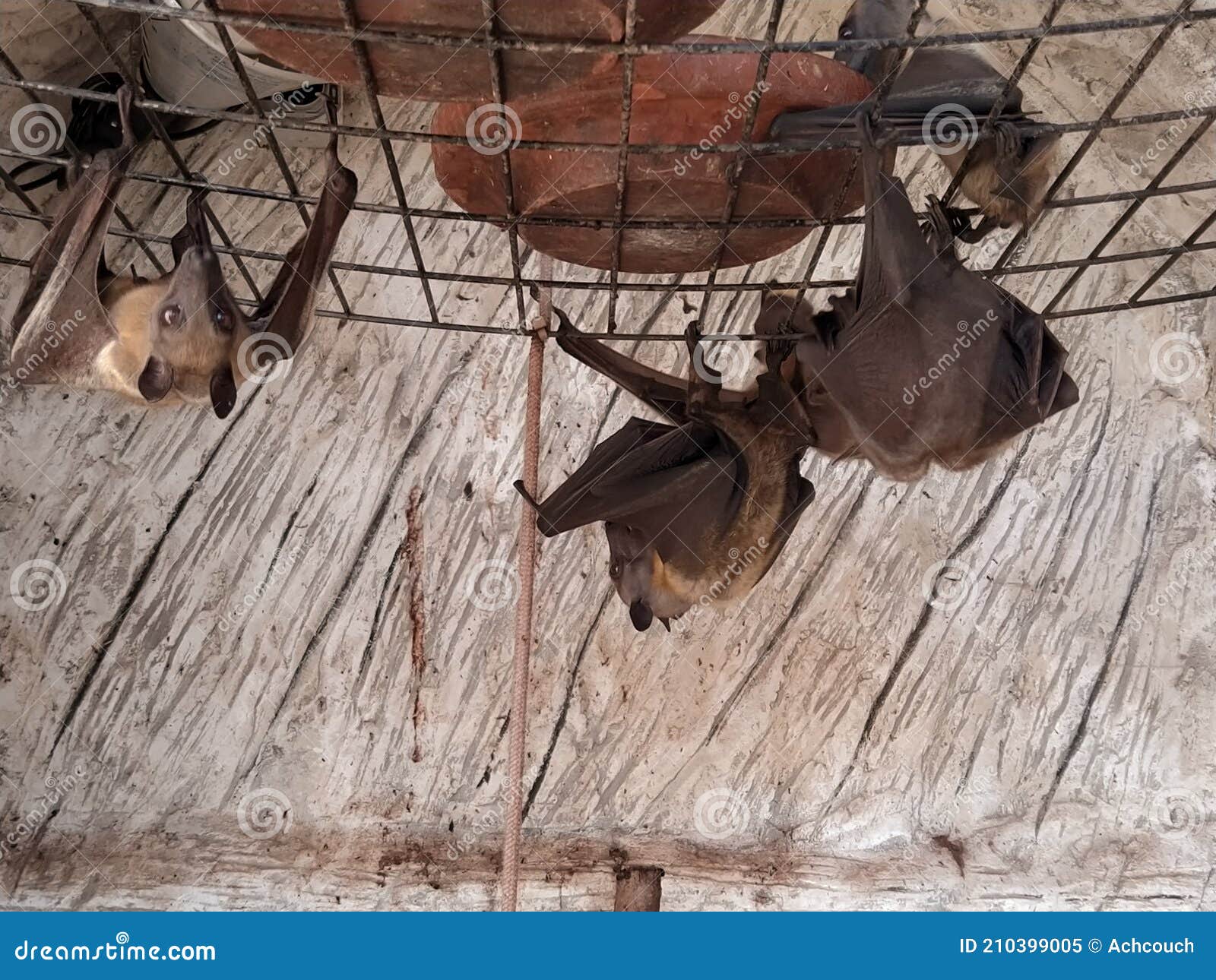 Bats are hanging down stock image. Image of stand, dull 210399005