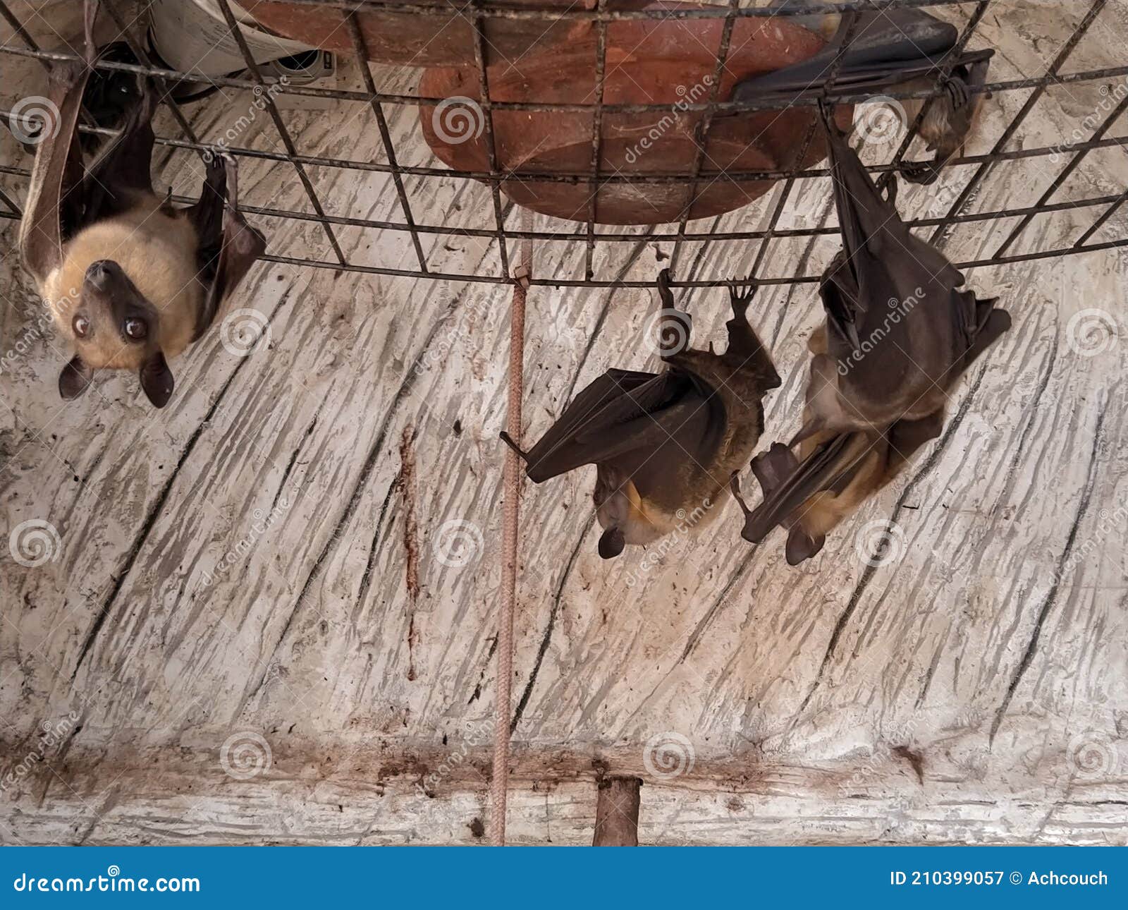 Bats are hanging down stock image. Image of blur, group 210399057