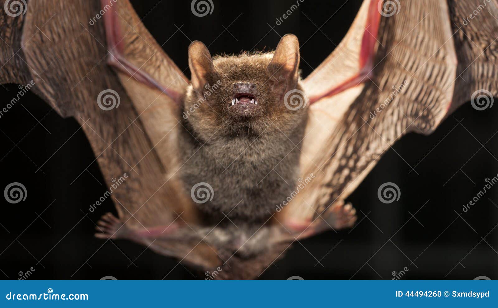 Bats stock photo. Image of vitality, details, tooth, close 44494260