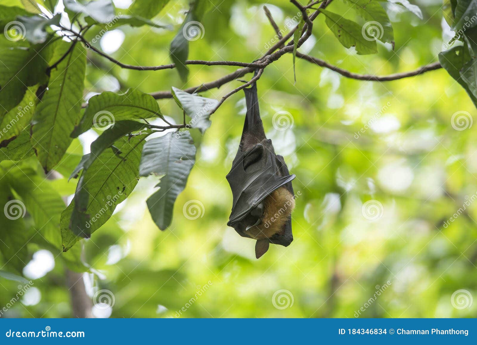 Bats are Sleeping by Turning Them Upside Down Stock Photo Image of