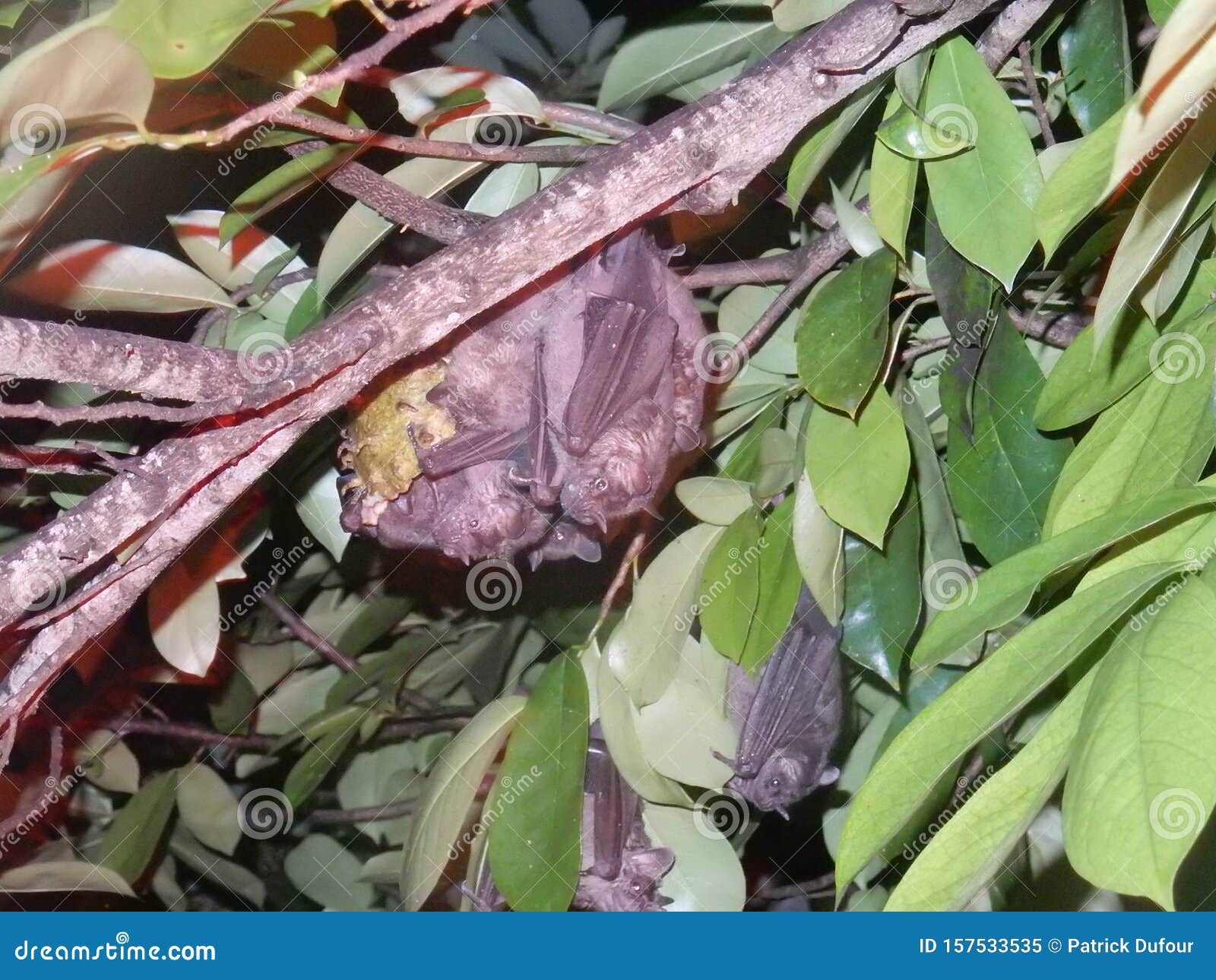 Bats in a tree eat fruit stock image. Image of beautiful 157533535