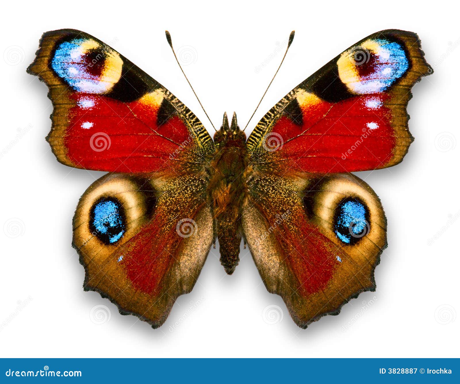 Batterfly Royalty Free Stock Photography - Image: 3828887