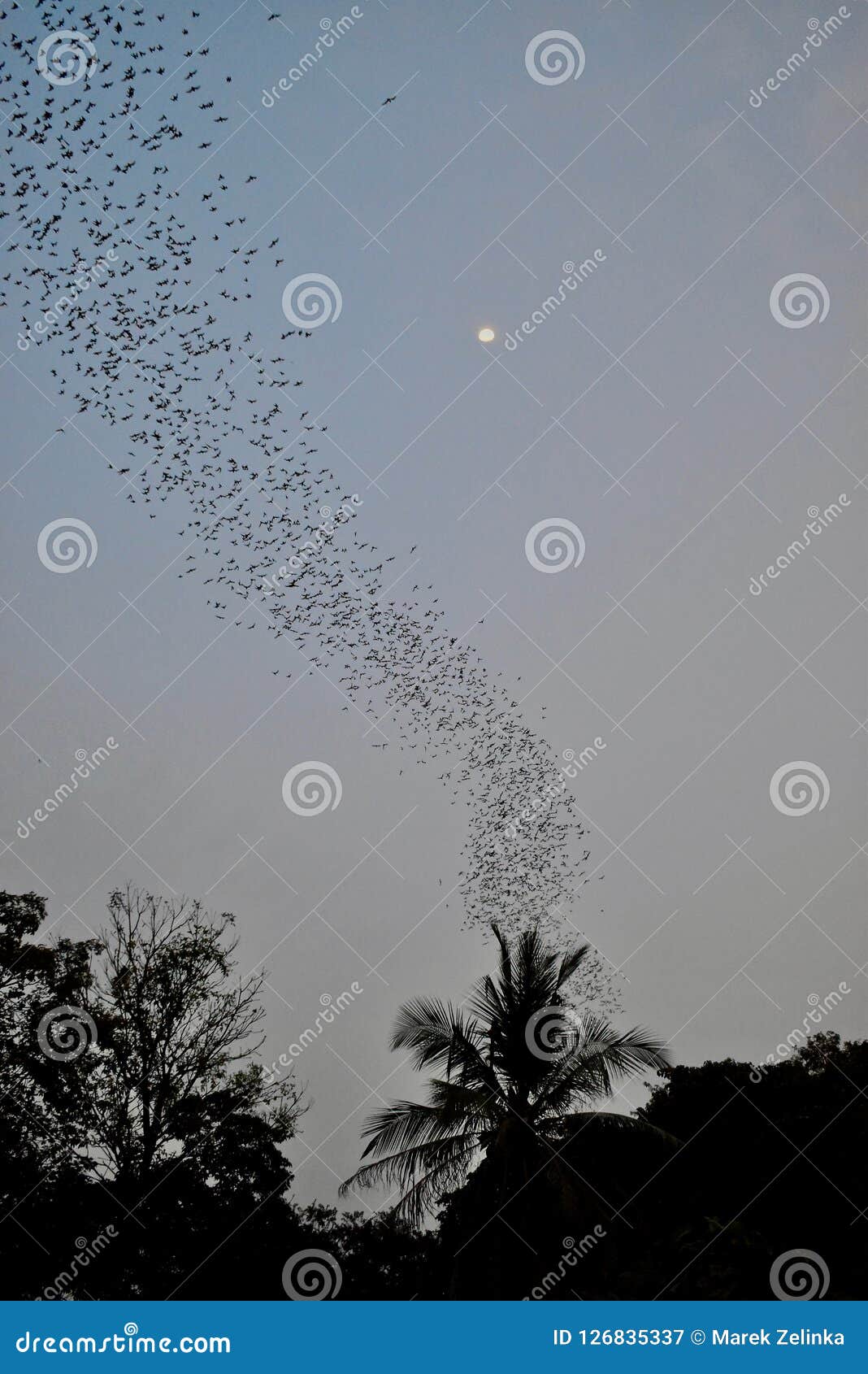 Battes Sur Le Chemin De Chasser Battambang Cambodge Image