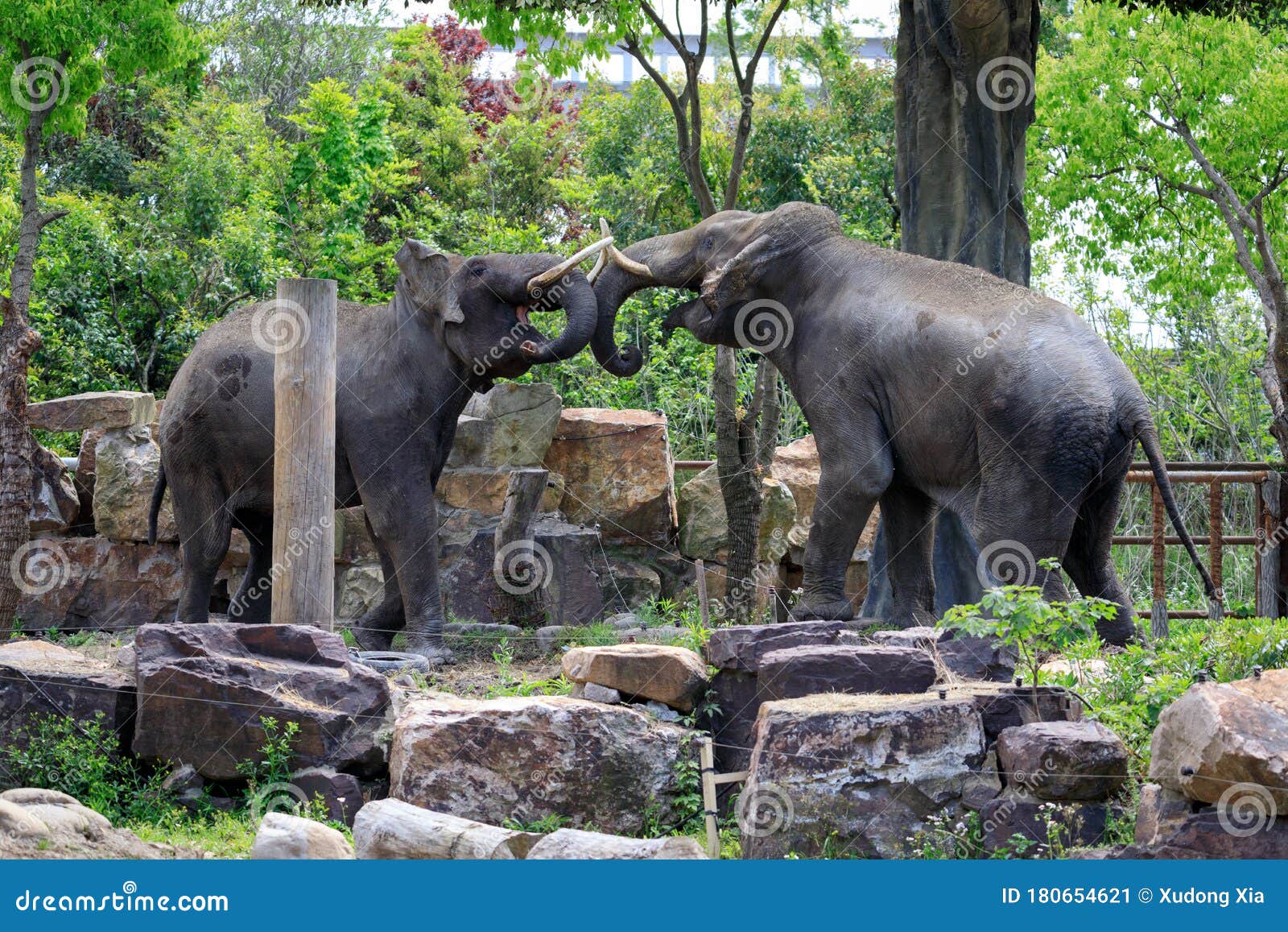 the battle of elephants