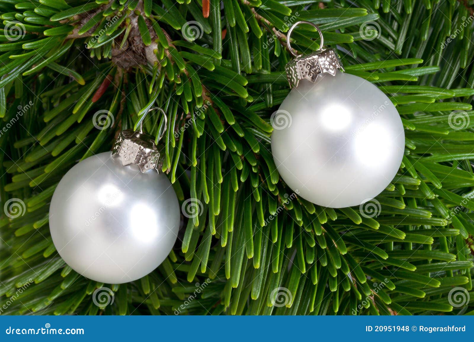 Baubles on a Christmas Tree Branch Stock Photo Image of celebration