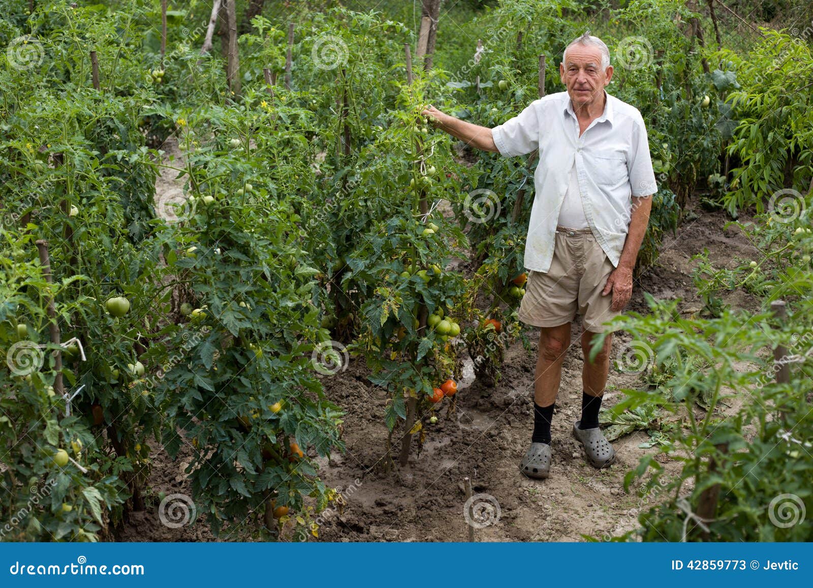 Bauer im Garten stockbild. Bild von garten, geschäft 42859773