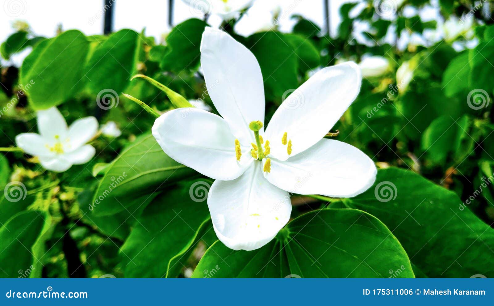 Bauhinia Acuminata Dwarf White Orchid Tree Flowers of India Stock Photo ...