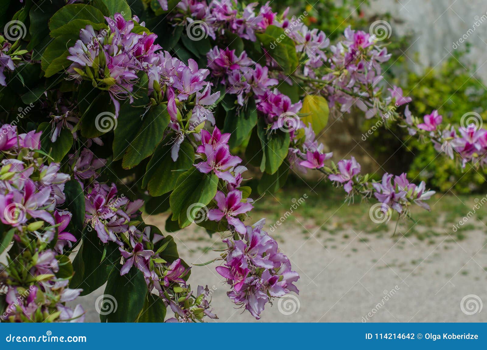 Bauhinia Variegata Orchid Tree Blooming in Springtime Stock Photo ...