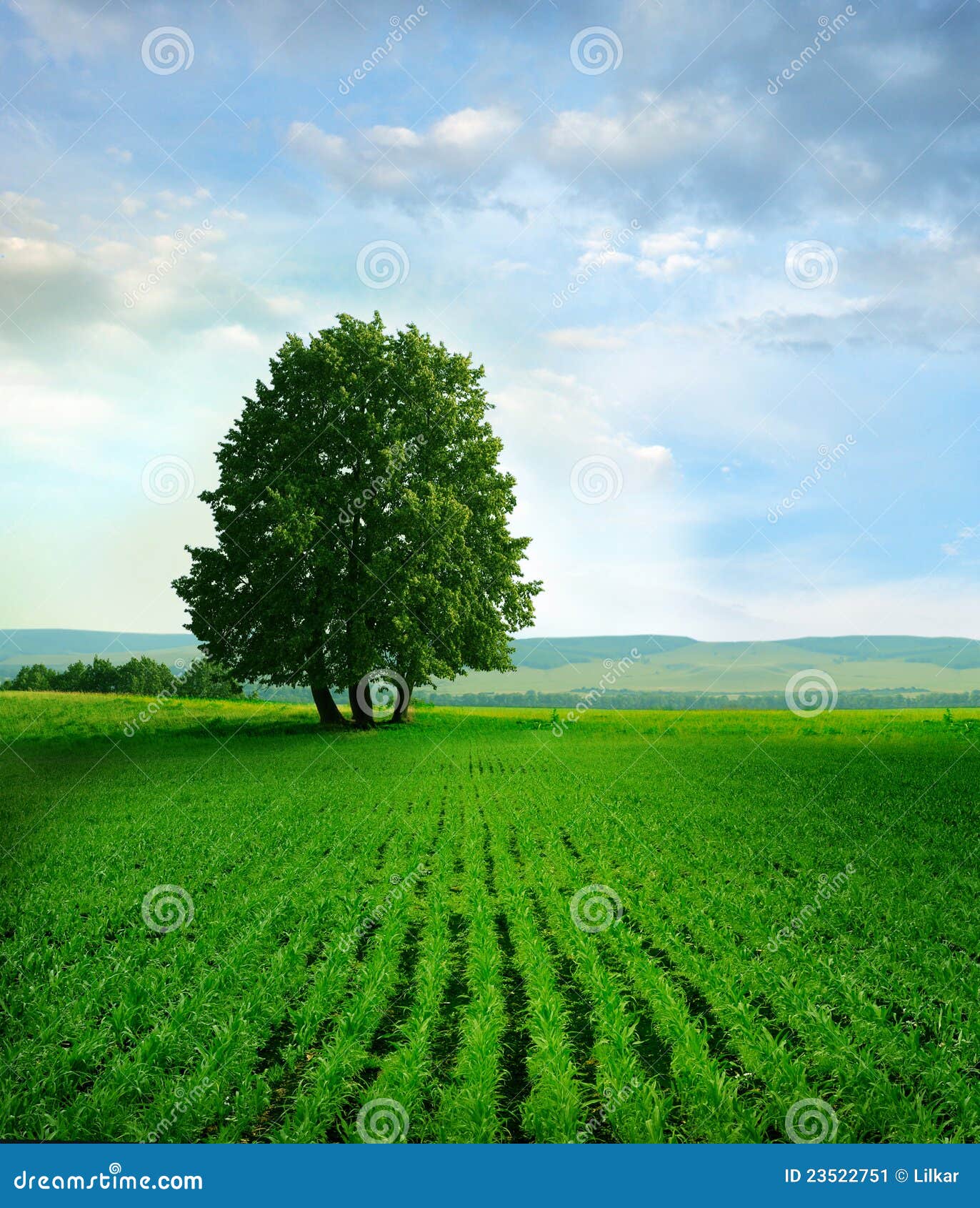 Baum auf dem Feld. Schöne Feldlandschaft mit Baum