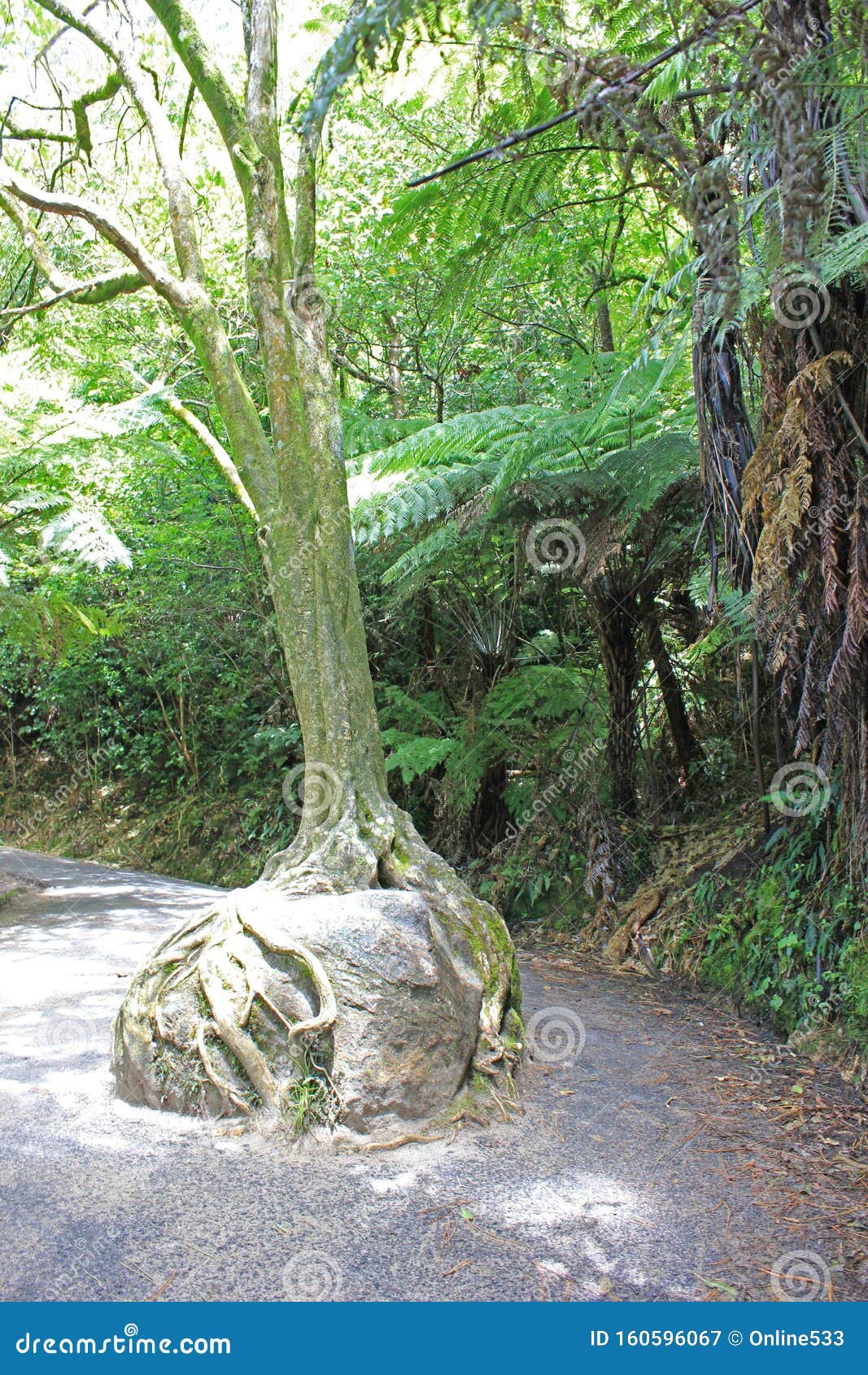 Baum in Einem Wald Auf Der Halbinsel Coromandel Stockbild Bild von