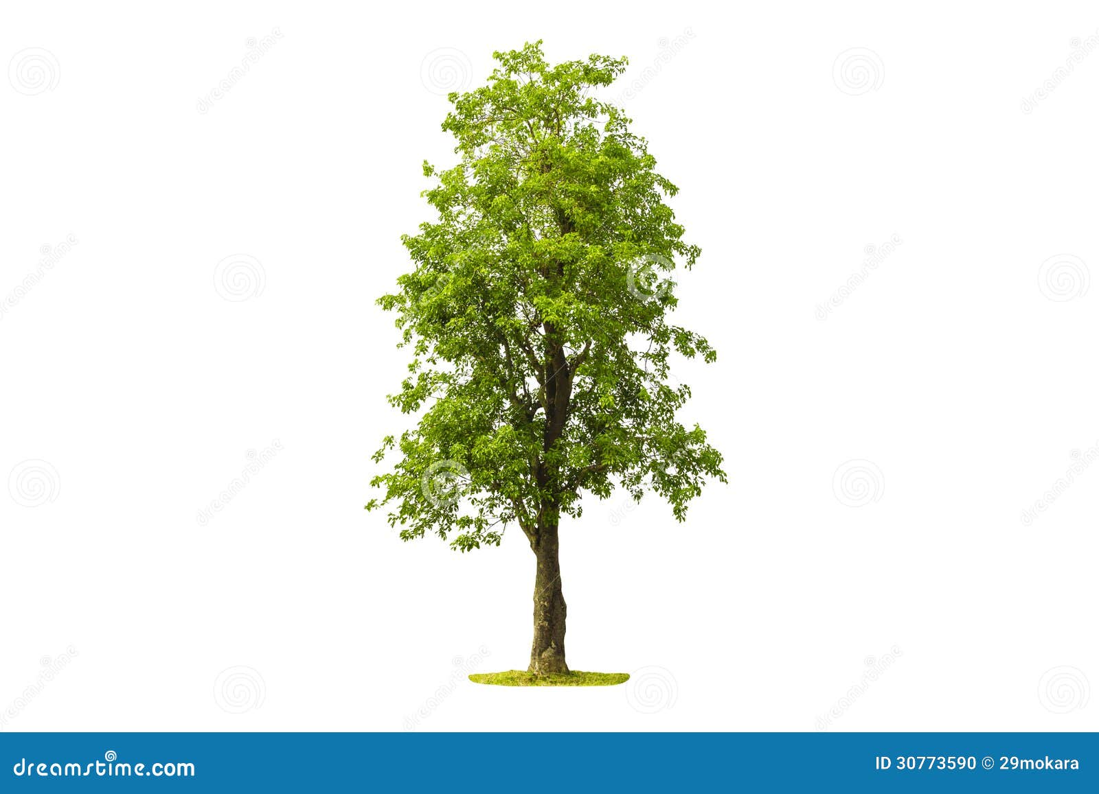 Baum Weisser Hintergrund