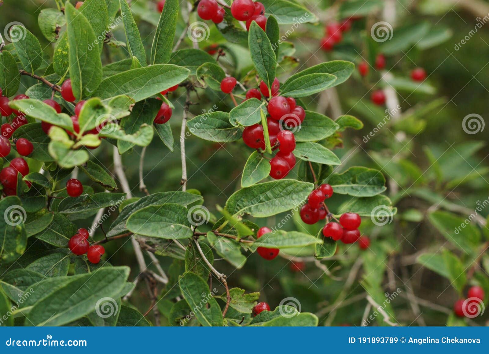 Baum Mit Roten Beeren Im Garten Stockbild Bild von blatt, beeren