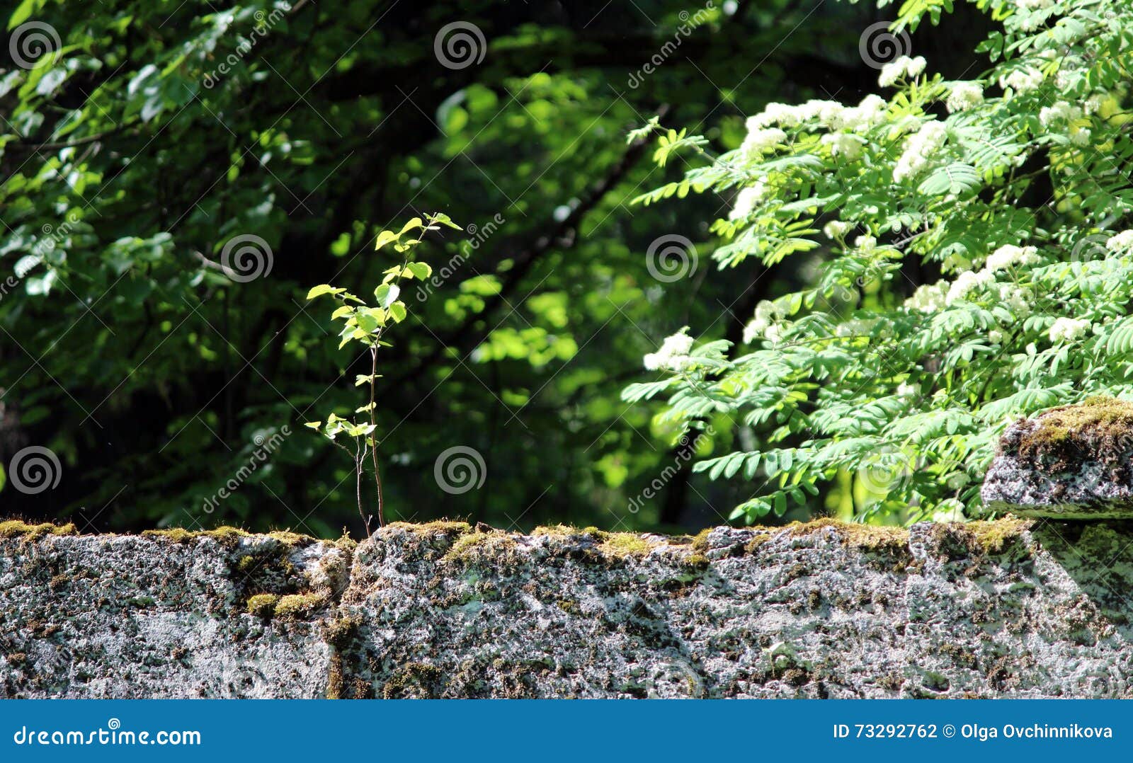 Baum Sind in Der Wand Nahe Dem Park Sylvia Wachsend Stockfoto Bild