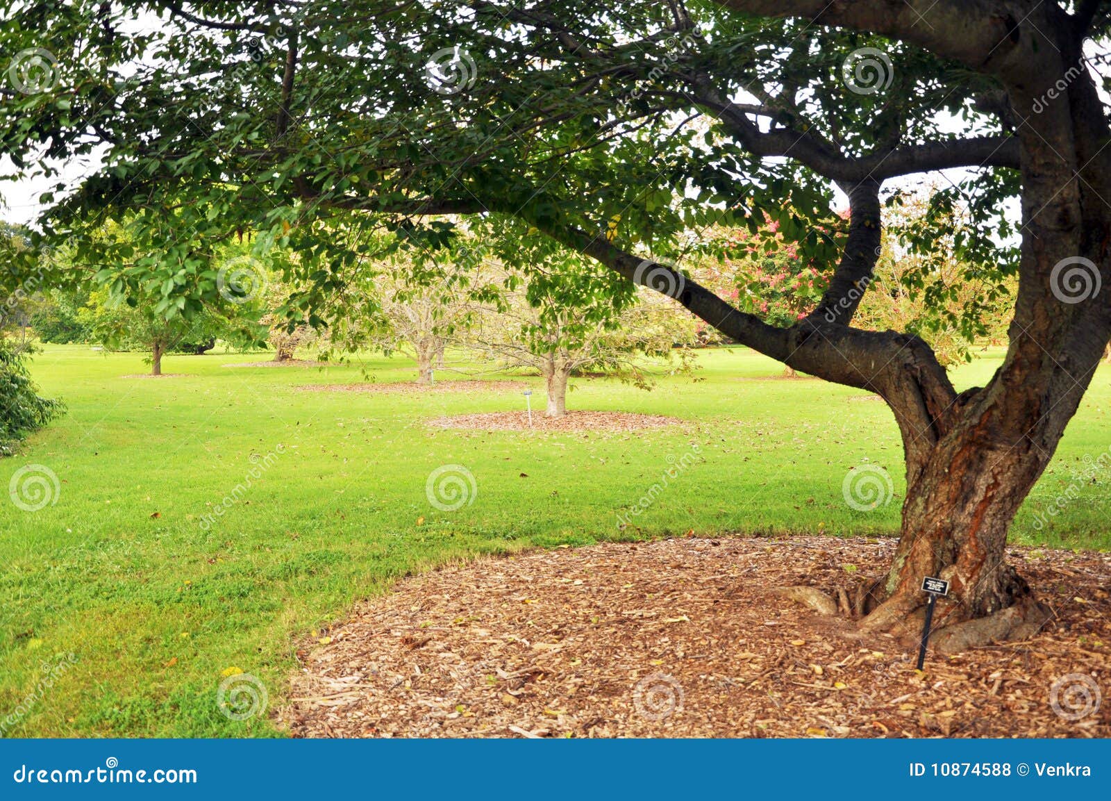 Baum und Garten stockfoto. Bild von garten, baum 10874588