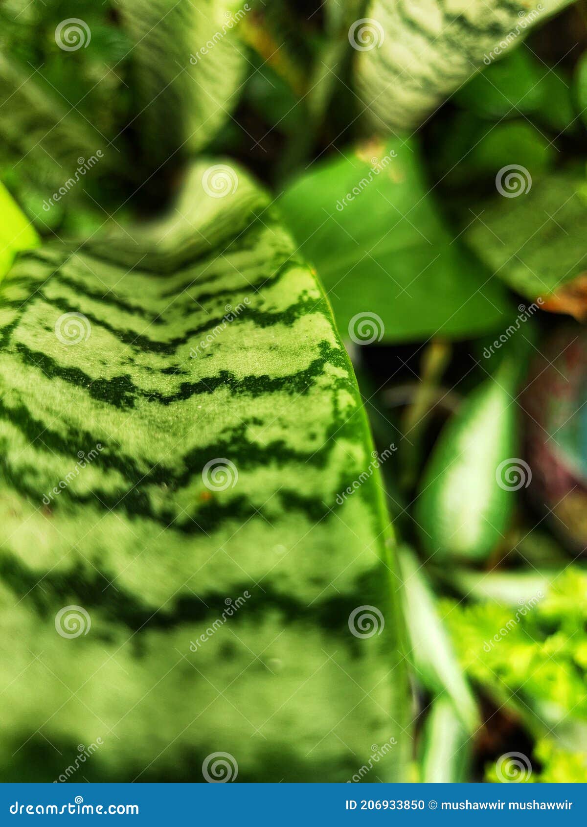 bautiful green sansevieria zeylanica