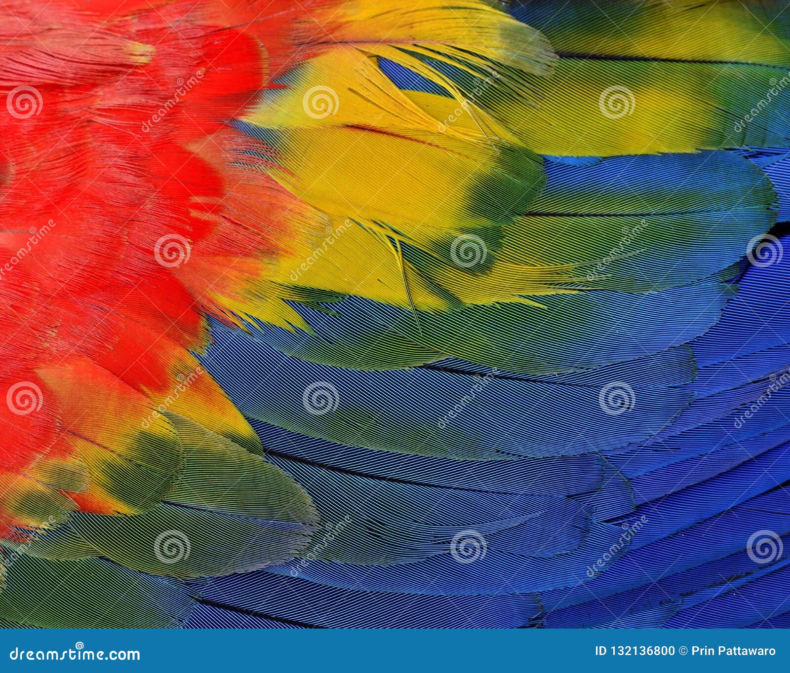 bautiful red, yellow and blue texture of scarlet macaw parrot bi
