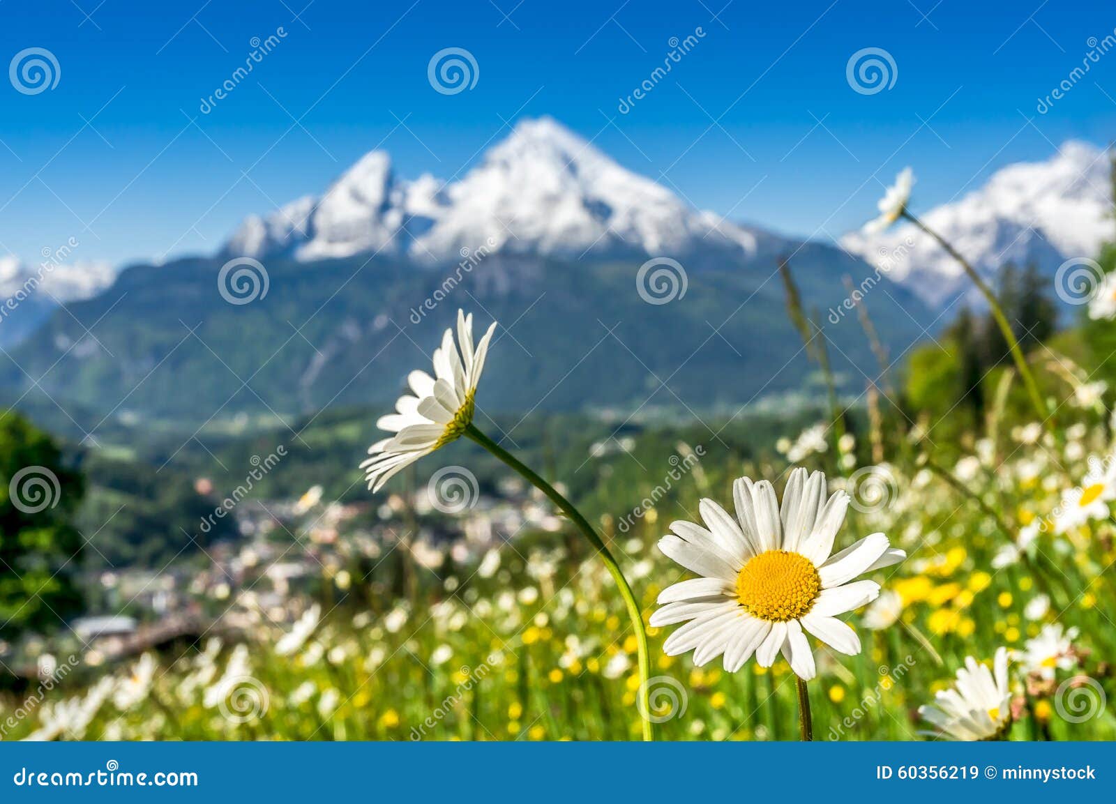 bavarian alps with beautiful flowers and watzmann in springtime, bavaria, germany