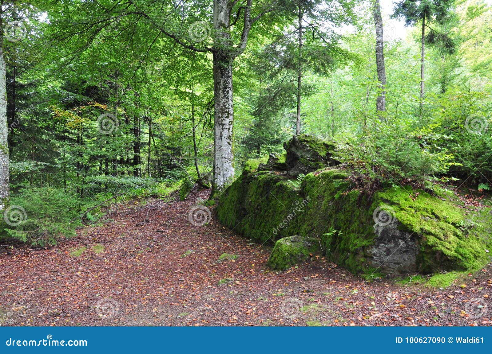 bavarian forest.